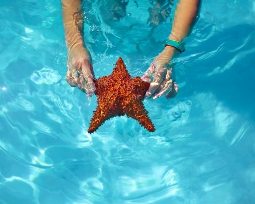 beautiful colorful starfish in girl hands in blue bright summer water